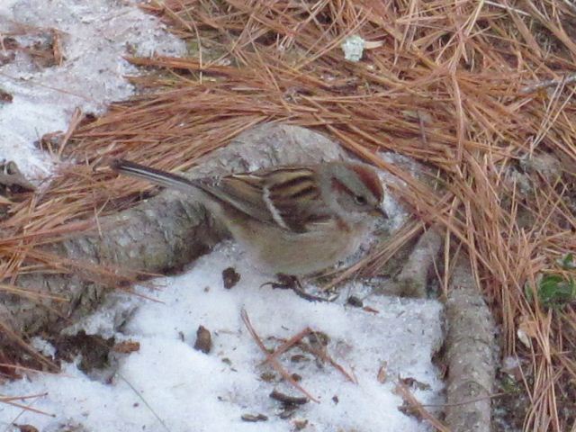 American Tree Sparrow