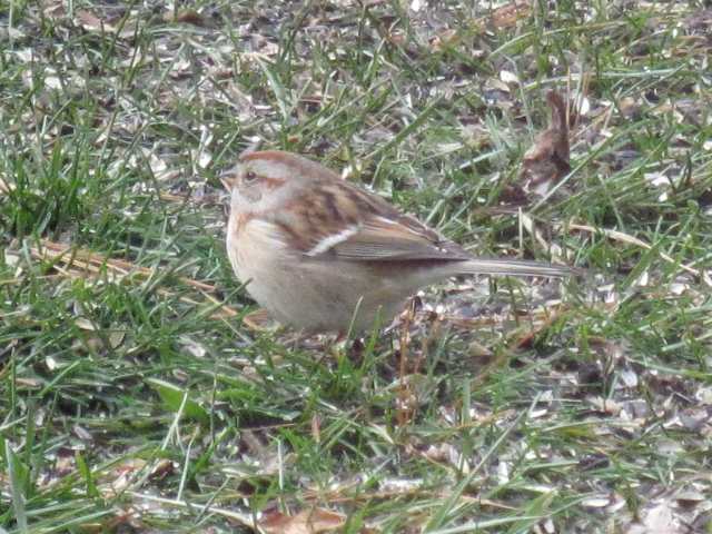 American Tree Sparrow