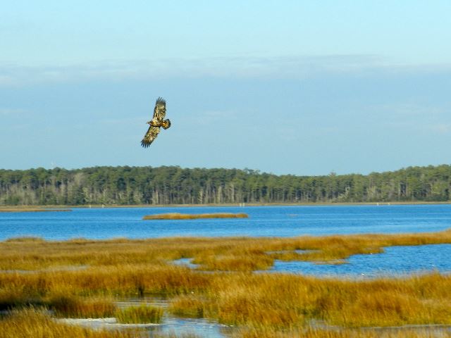 Bald Eagle