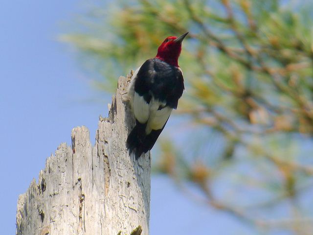 Red-headed Woodpecker