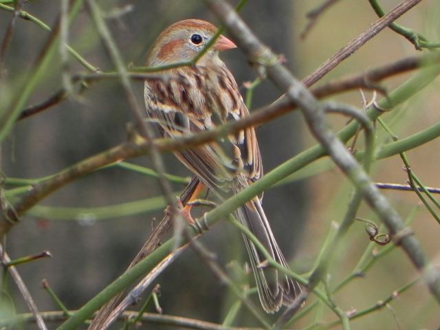Field Sparrow