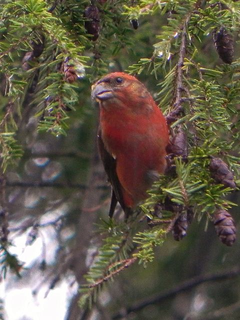 Red Crossbills