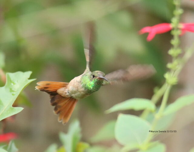 Buff-bellied Hummingbird