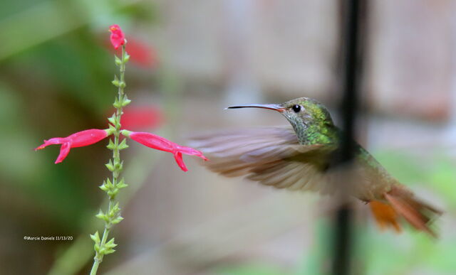 Buff-bellied Hummingbird