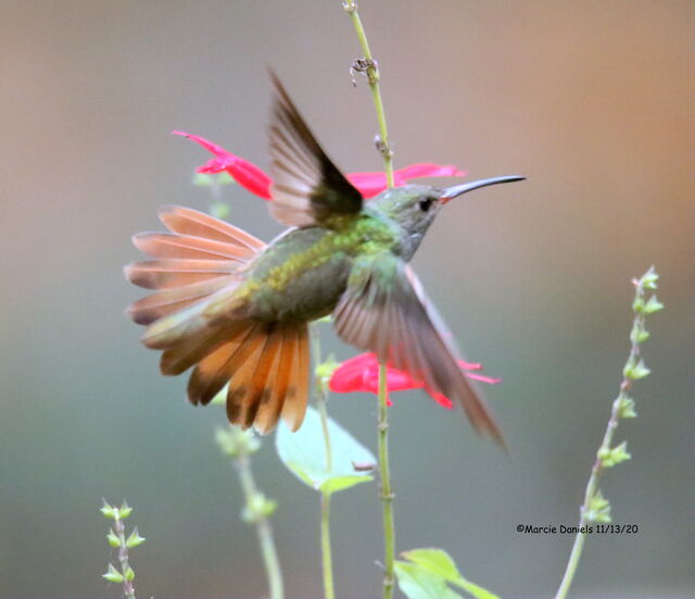 Buff-bellied Hummingbird