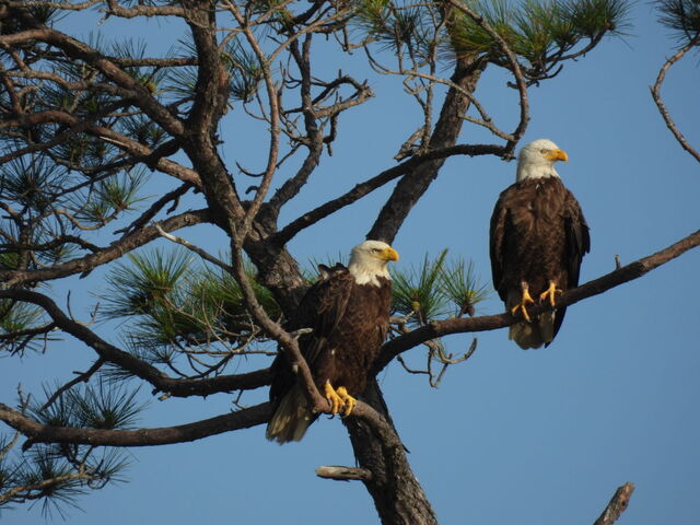 Bald Eagle