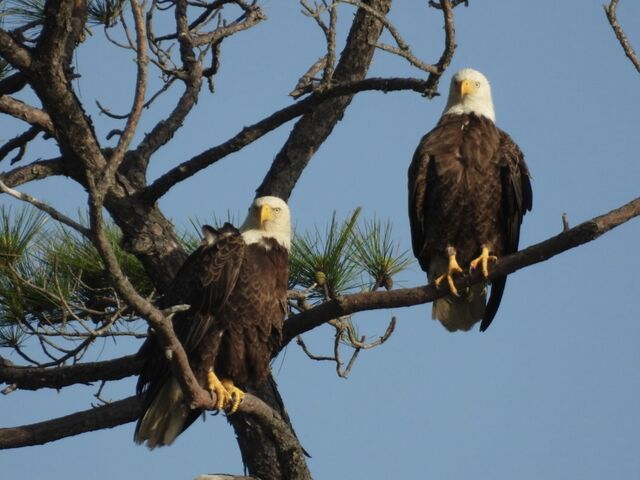 Bald Eagle