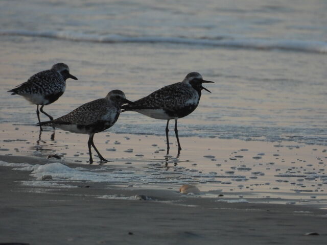 Black-bellied Plover