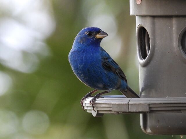 Indigo Bunting