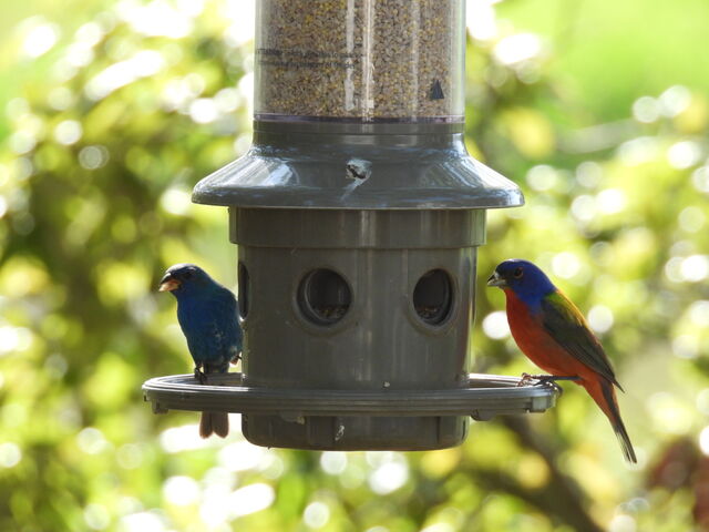 Indigo Bunting