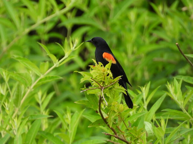 Red-winged Blackbird