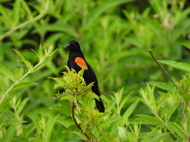 Red-winged Blackbird