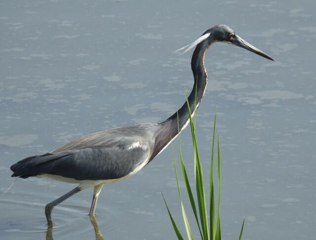 Tricolored Heron