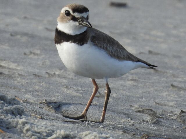 Wilson's Plover