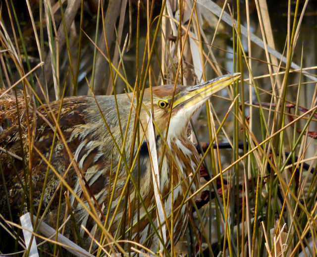 American Bittern