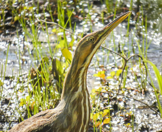 American Bittern