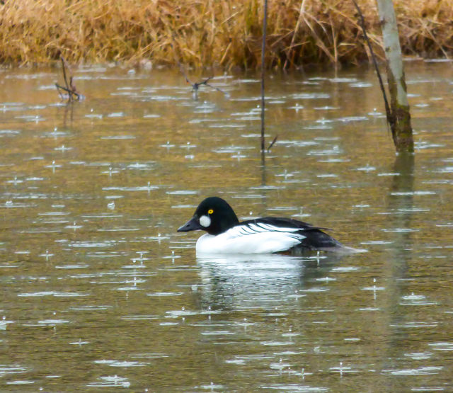 Common Goldeneye