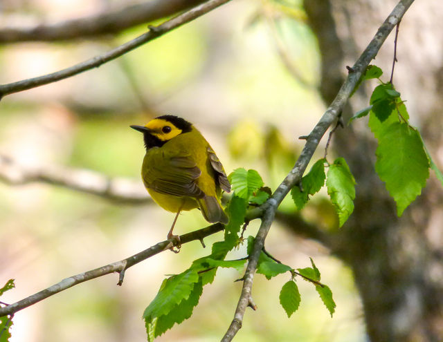 Hooded Warbler