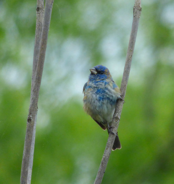 Indigo Bunting