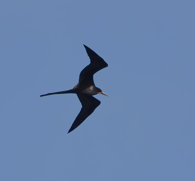Magnificent Frigatebird