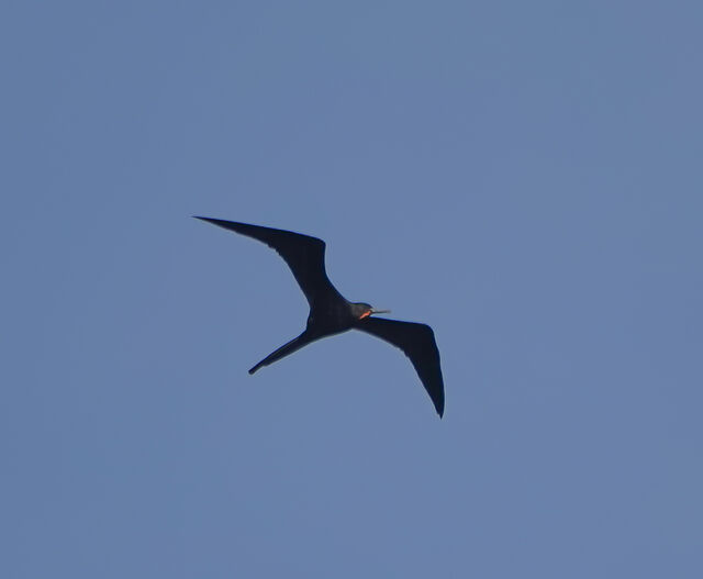 Magnificent Frigatebird