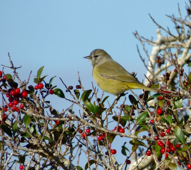 Orange-crowned Warbler