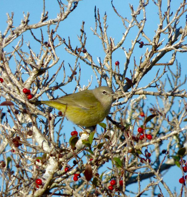 orange crowned warbler orange crowned warbler