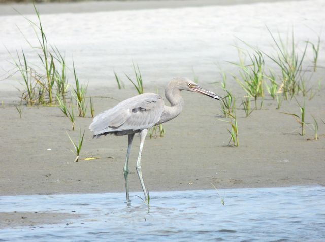 Reddish Egret