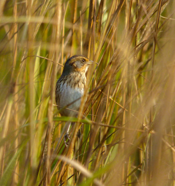 Saltmarsh Sparrow