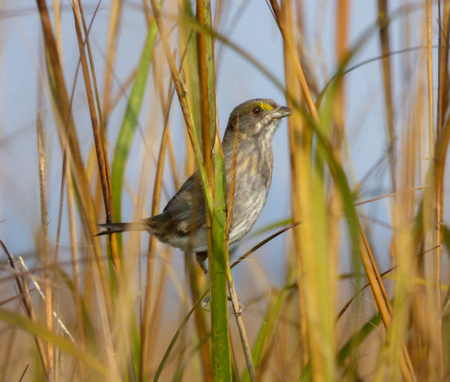 Seaside Sparrow