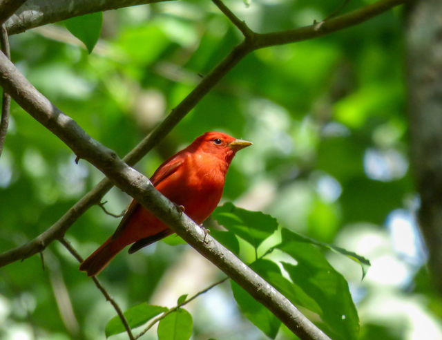 Summer Tanager