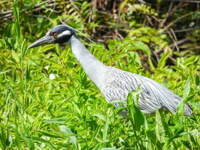 Yellow-crowned Night-Heron