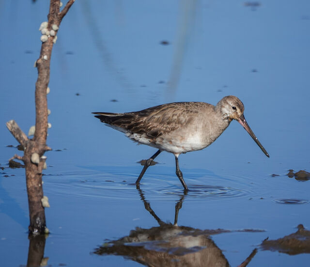 Hudsonian Godwit