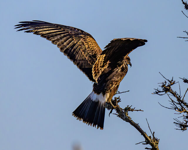 Snail Kite