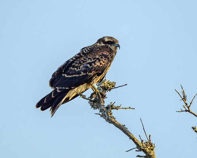 Snail Kite