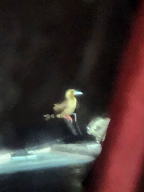 Red-footed Booby