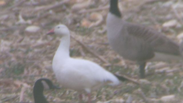 Snow Goose