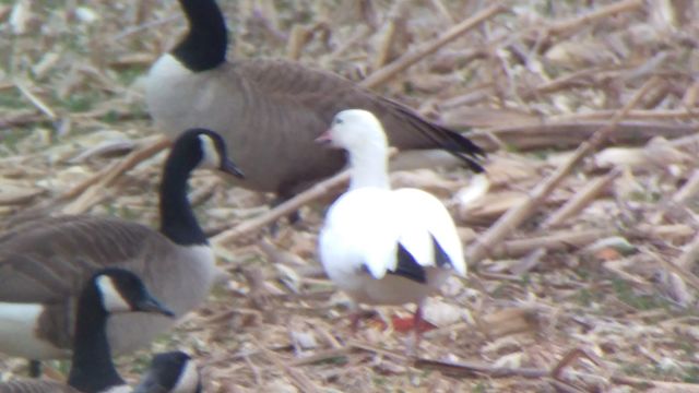 Snow Goose