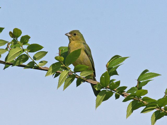 Painted Bunting