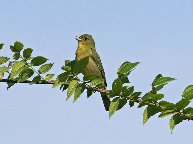 Painted Bunting