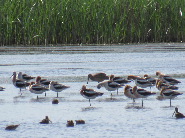 American Avocet