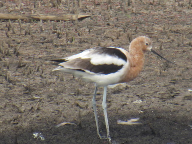 American Avocet