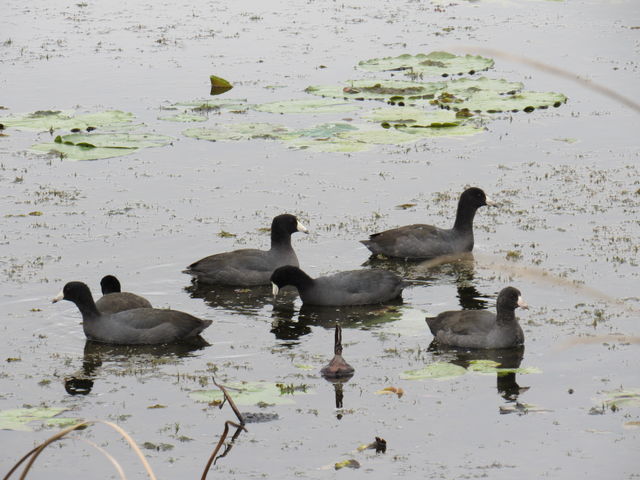 American Coot