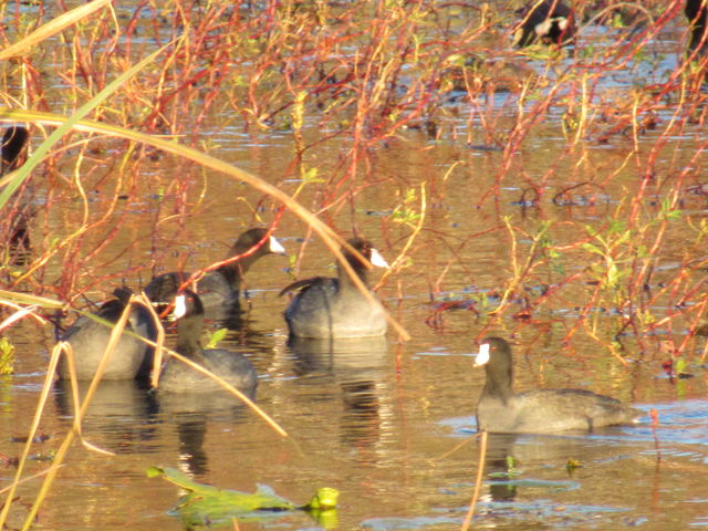 American Coot