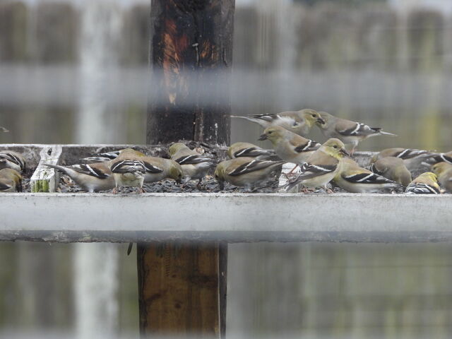 American Goldfinch