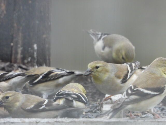 American Goldfinch