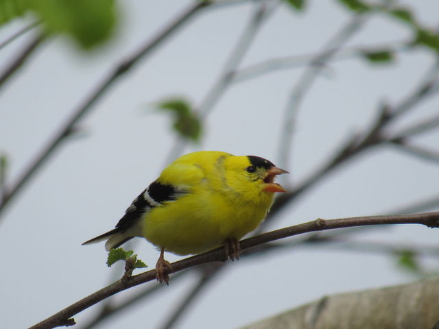 American Goldfinch