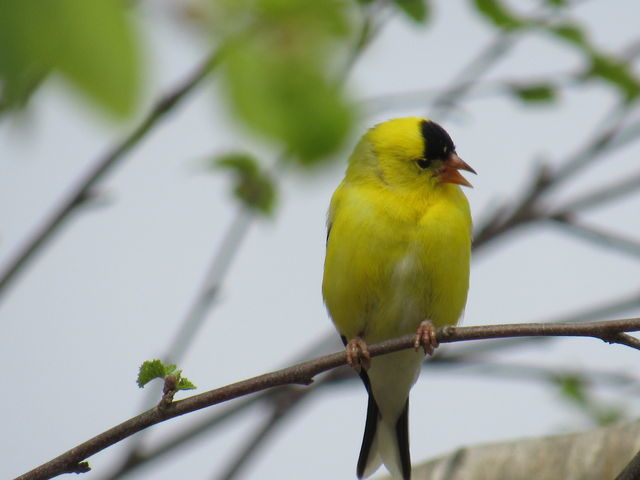 American Goldfinch