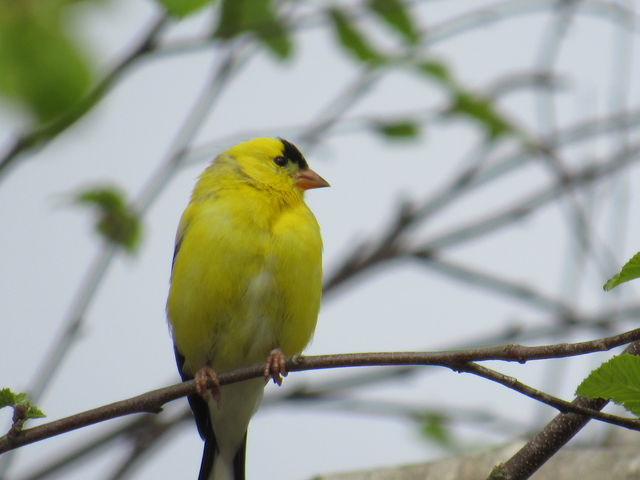American Goldfinch
