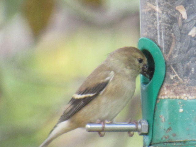 American Goldfinch